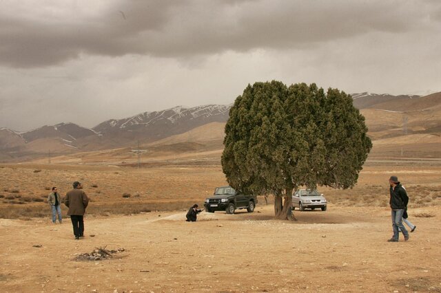 وعده‌ی ادامه دار ثبت درخت عباس کیارستمی