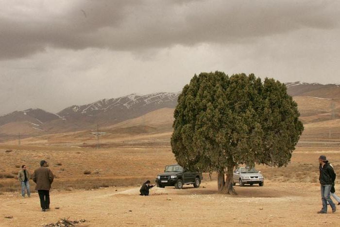 تک درخت معروف کیارستمی به ثبت شهرستان دماوند رسید/ اقدام برای ثبت ملی