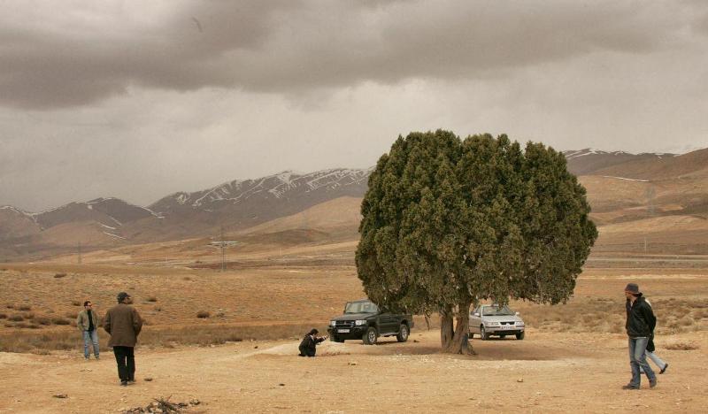 تک درخت معروف کیارستمی به ثبت شهرستان دماوند رسید/ اقدام برای ثبت ملی